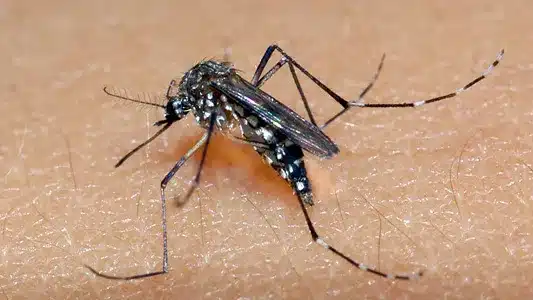 Dengue: Por Que os Idosos Não Foram Priorizados na Vacinação? Entenda os Desafios e Decisões(Fonte: Reprodução Google).
