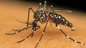 dengue