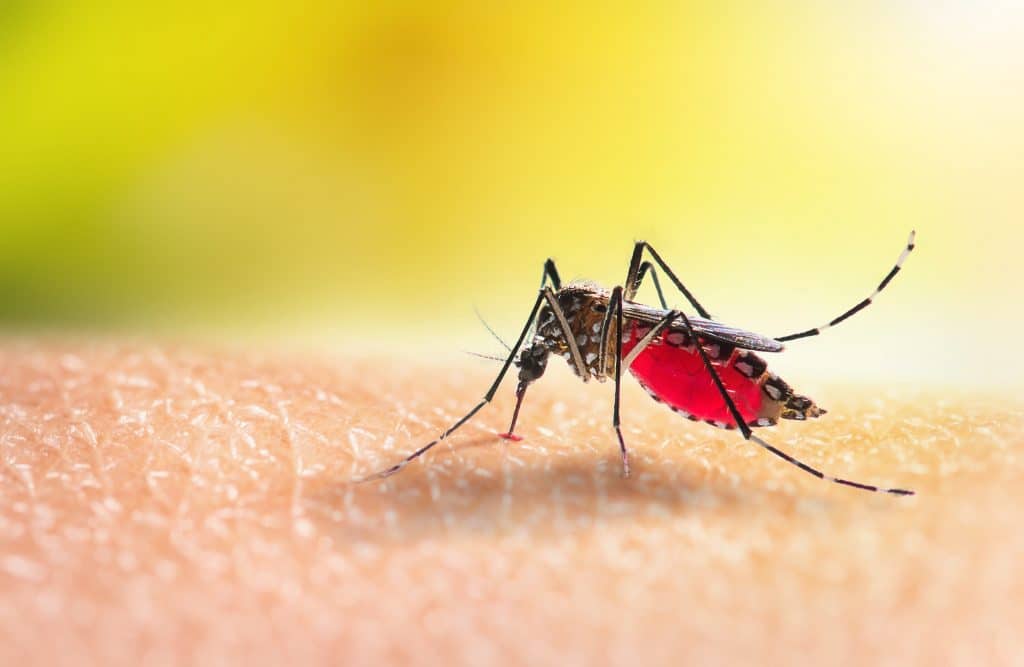 Plano De Saúde Deve Cobrir Exame E Vacina De Dengue? Confira