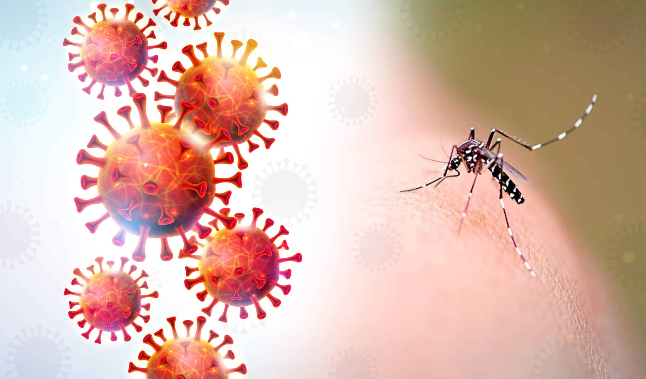 dengue no Brasil