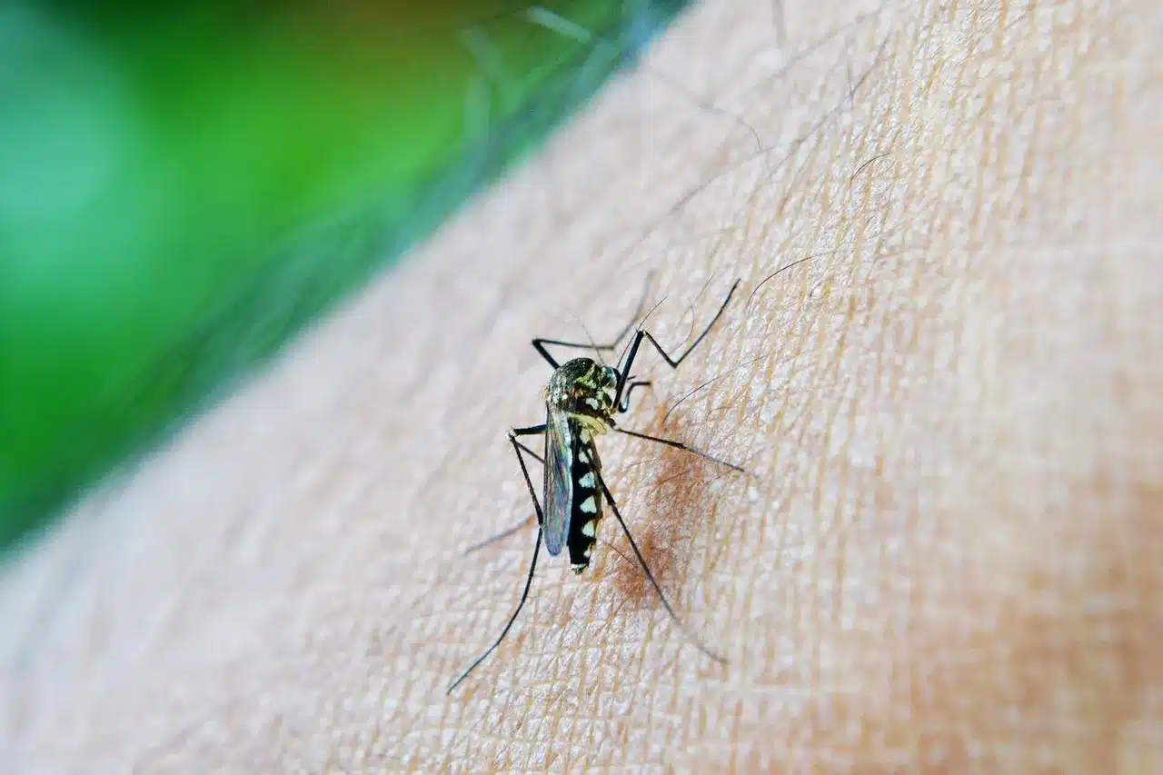 Entenda a seguir qual o melhor repelente para o mosquito da dengue.