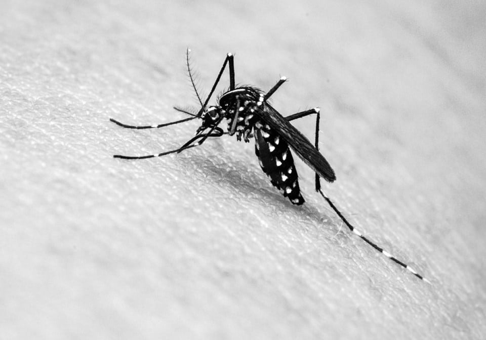 Números de dengue no Brasil passam os 600 mil (Fonte: Reprodução Google)