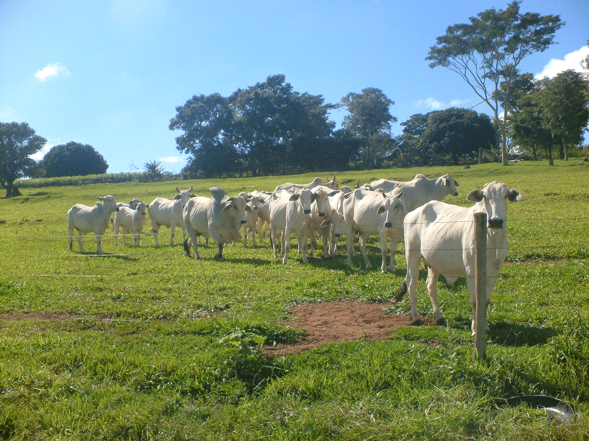 carne vai subir?