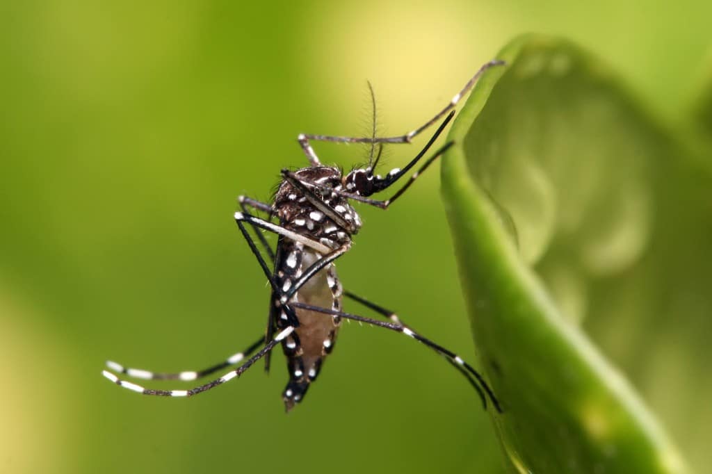 imagem com o mosquito aedes aegypti para falar do aumento dos casos de dengue