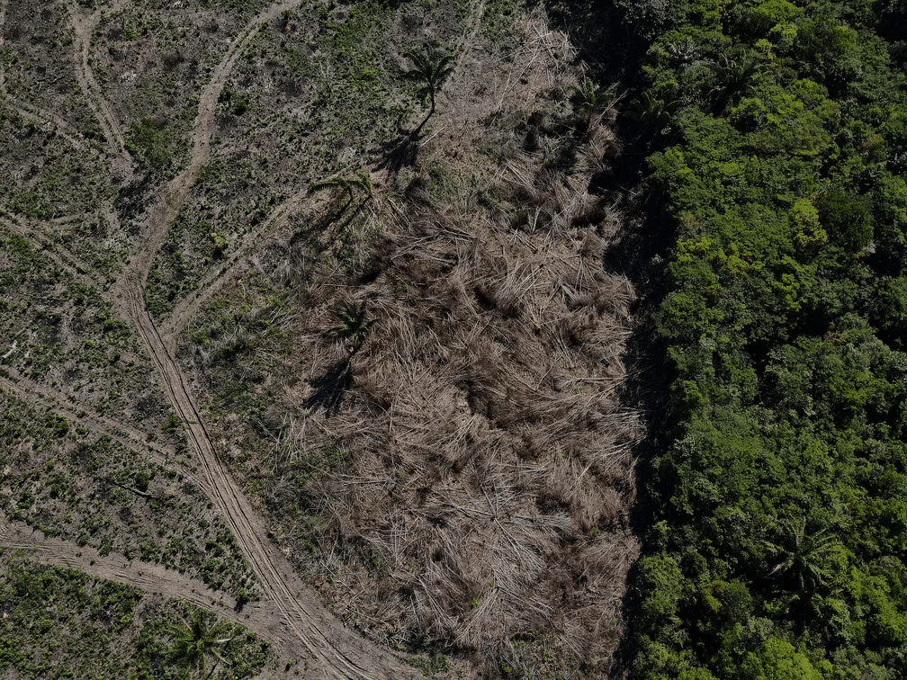 MapBiomas Alerta mostra que o desmatamento no Cerrado foi responsável por impressionantes 61% do total nacional (Fonte: Reprodução Google).