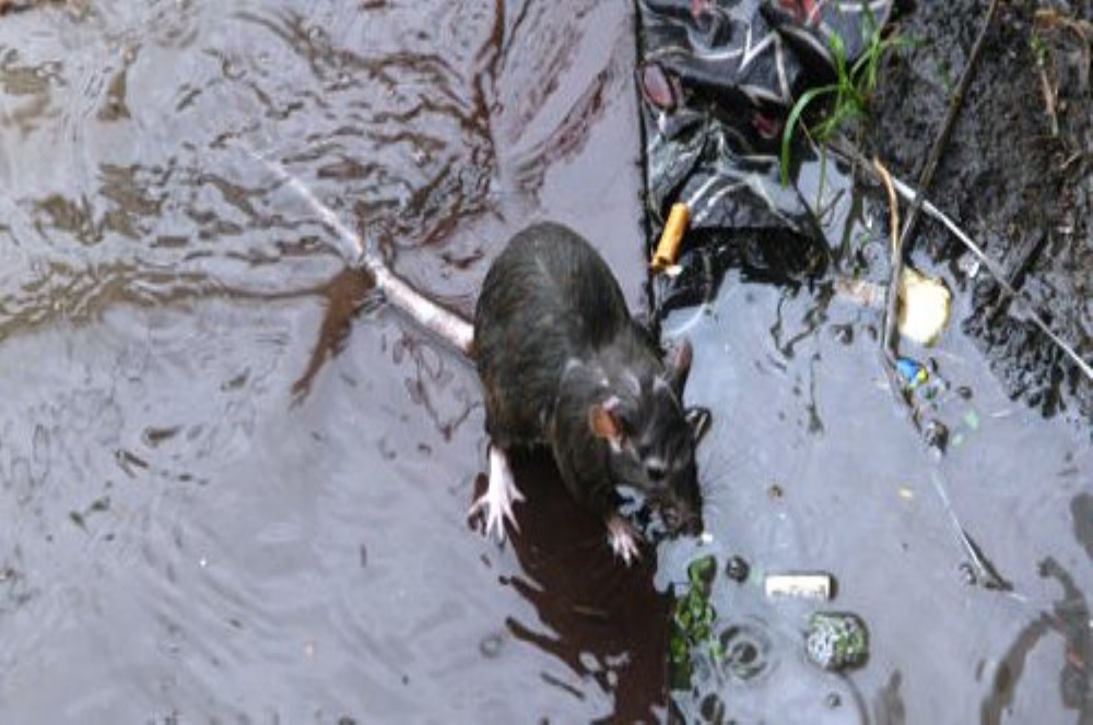 imagem com um rato em meio a água de chuva, mostrando que é um dos transmissores da Leptospirose