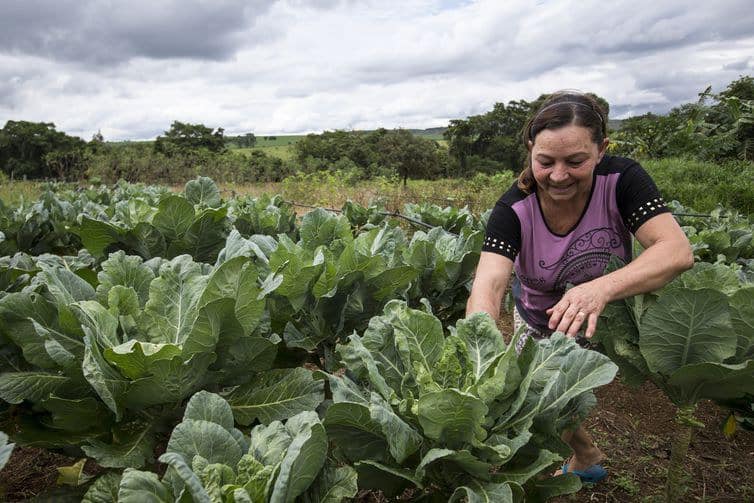 mulher trabalhando numa plantação