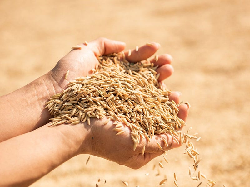 mão segurando vários grãos de arroz