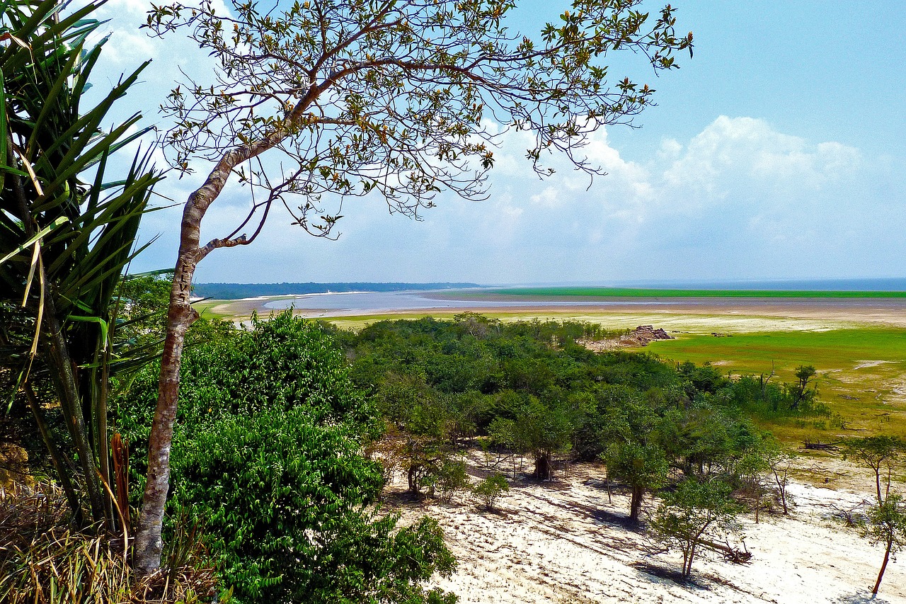 Ação sem precedentes do Banco Mundial pode salvar a Amazônia: emissão de títulos ambientais revolucionários para reflorestamento