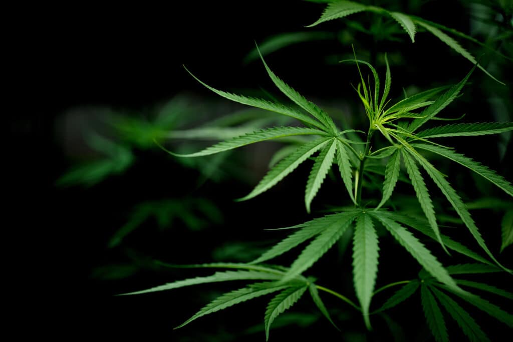 planta da maconha