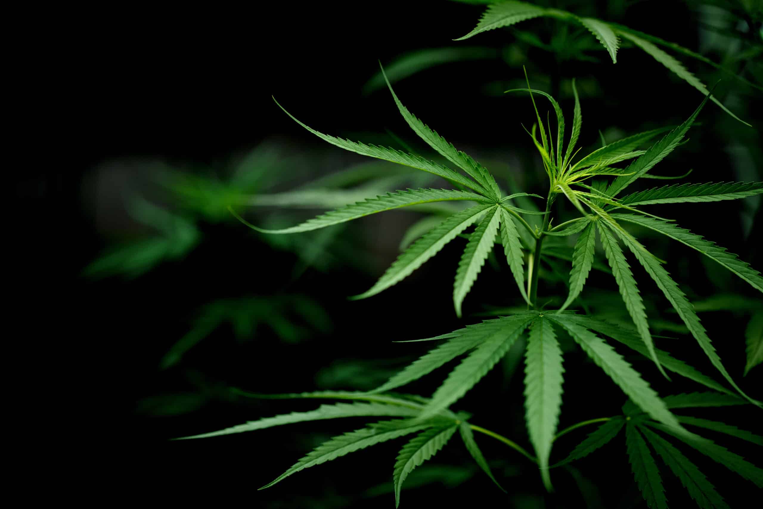 planta da maconha
