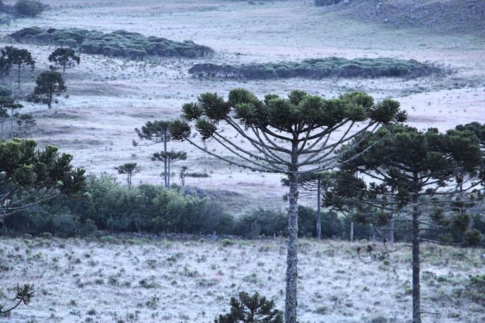 Geada Extrema em Santa Catarina