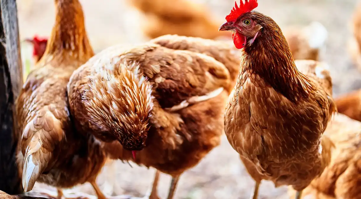 Doença de Newcastle: ministério descarta três casos potenciais em aves no RS. (Fonte: reuters).