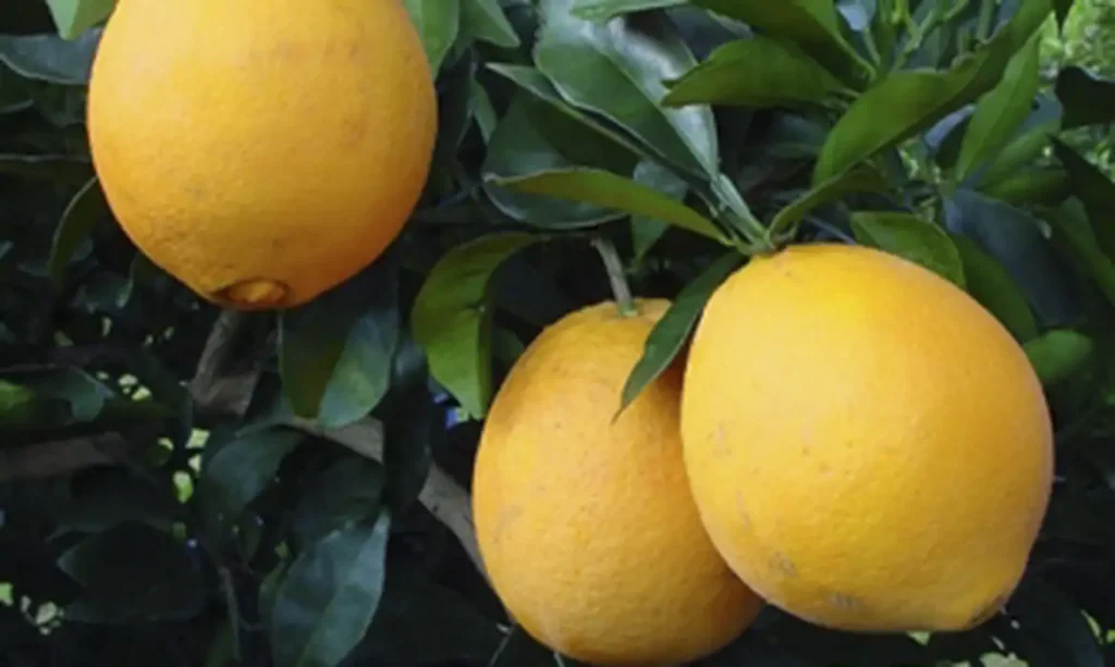 6 Benefícios da Laranja para a Sua Saúde