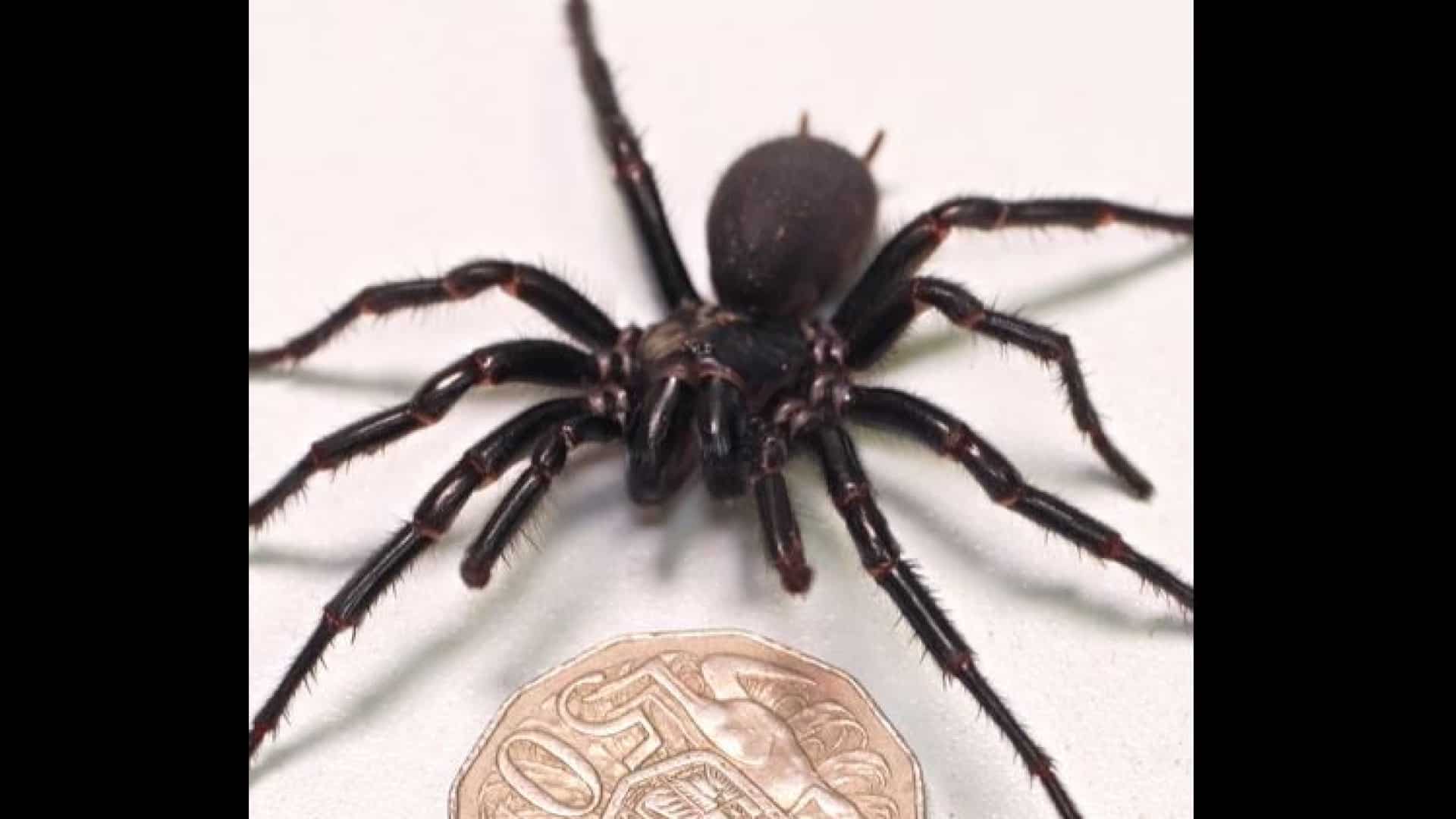 Aranha venenosa